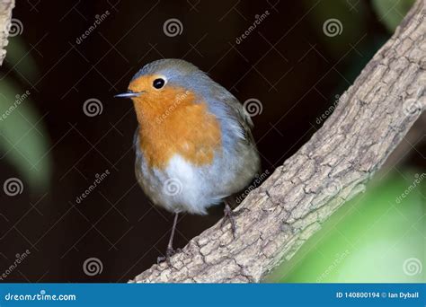 Garden Wildlife. Robin Redbreast Bird Close-up Stock Photo - Image of ...