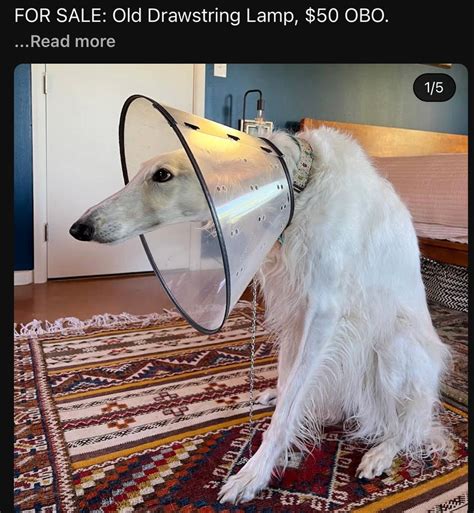 Borzoi meme | Silly animals, Silly dogs, Funny animals