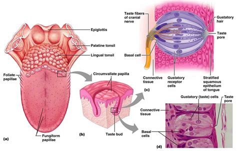 Ageusia is the loss of of the sense of taste, ageusia causes & treatment