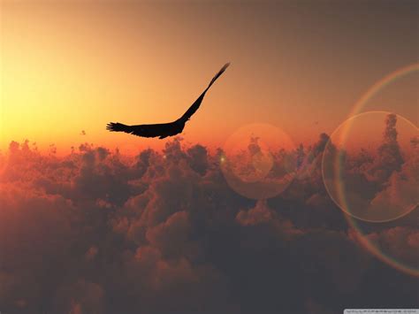 Fly Wallpapers - Top Free Fly Backgrounds - WallpaperAccess