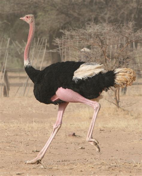 Species - North African Ostrich - Sahara Conservation