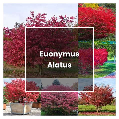 How to Grow Euonymus Alatus - Plant Care & Tips | NorwichGardener