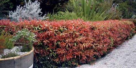 5 Best Hedges to Use for Landscaping – Extrudawood Limited