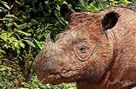 Sumatran Rhino :: Behance