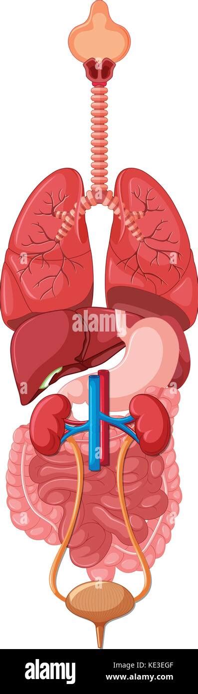 Schéma de l'organes illustration Image Vectorielle Stock - Alamy