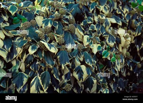 Variegated Persian Ivy, Hedera Colchica Dentata Variegata, Kew Gardens, Surrey, England UK Stock ...