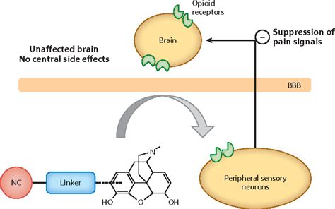 Figure 3 from Opioid Receptors. | Semantic Scholar