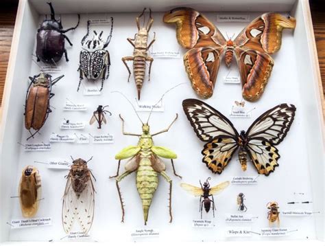 A sampling of insects from around the world, part of the UA’s collection of 2 million. From http ...