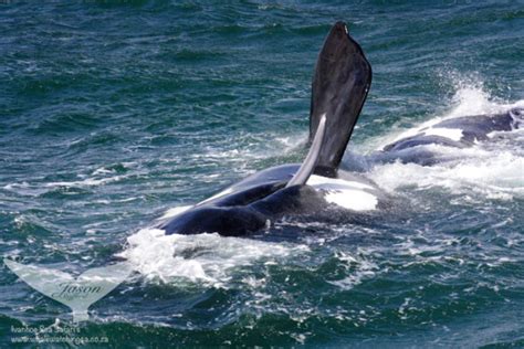 Walker Bay whale season starts soon - Africa Geographic