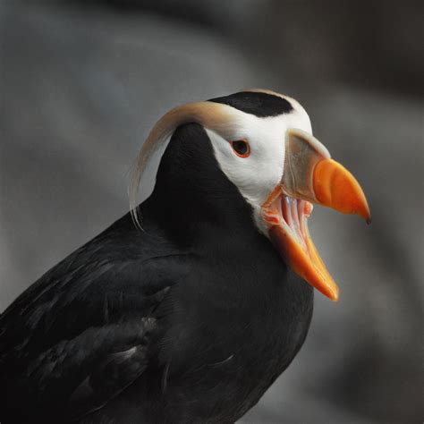 tufted puffin - a photo on Flickriver