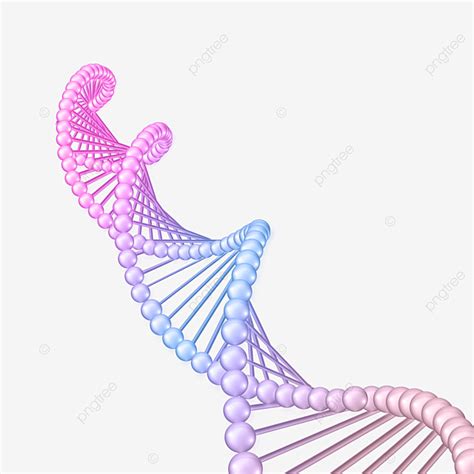 Dna Structure White Transparent, Dna Structural Elements Of Chain Like Spheres, Dna, Molecule ...