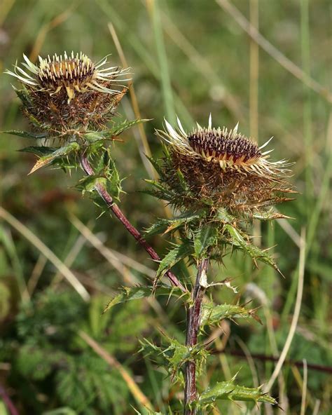 Carlina vulgaris (Carline Thistle) - Hugh Knott