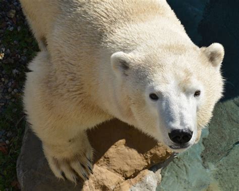 Cochrane Polar Bear Habitat - Northeastern Ontario Canada