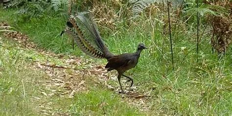 Fun Lyrebird Facts For Kids | Kidadl