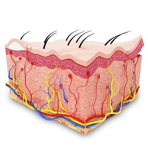 Human Skin Anatomy Photograph by Pixologicstudio/science Photo Library - Fine Art America