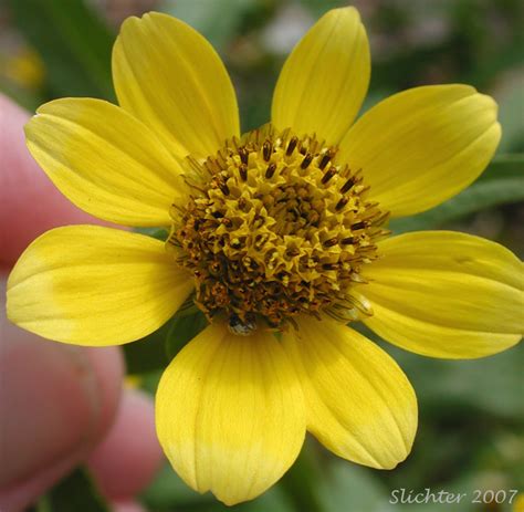 Nodding Beggarticks, Bur Marigold: Bidens cernua (Synonyms: Bidens cernua var. cernua, Bidens ...