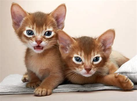 Abyssinian Cat – Purrfect Cat Breeds