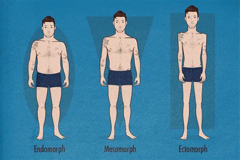 Male Body Types Chart