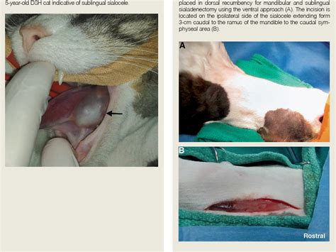 Figure 1 from Ventral Approach for Surgical Management of Feline Sublingual Sialocele | Semantic ...