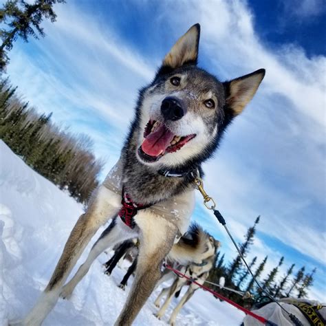 Alaskan Husky Sled Dog Tour - Just Short of Magic