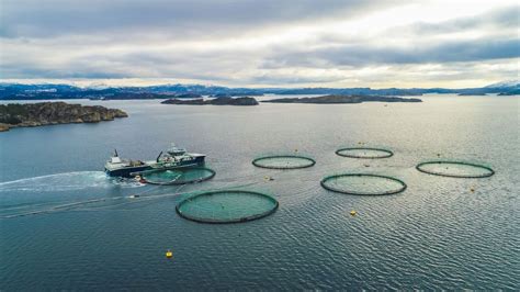 Salmon Farm Norway (1) - The Wading List