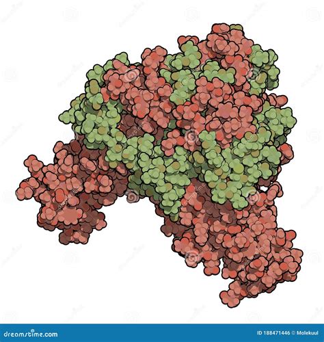 Ebola Virus Glycoprotein (GP), Molecular Structure. Occurs As Spikes on ...