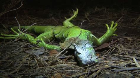 Look up: Falling iguanas possible with freezing temperatures in Florida