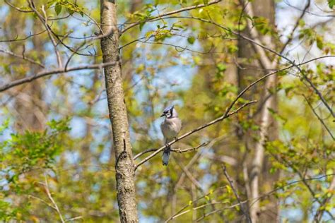 Wisconsin's 10 Best Bird-Watching Spots This Summer - A-Z Animals