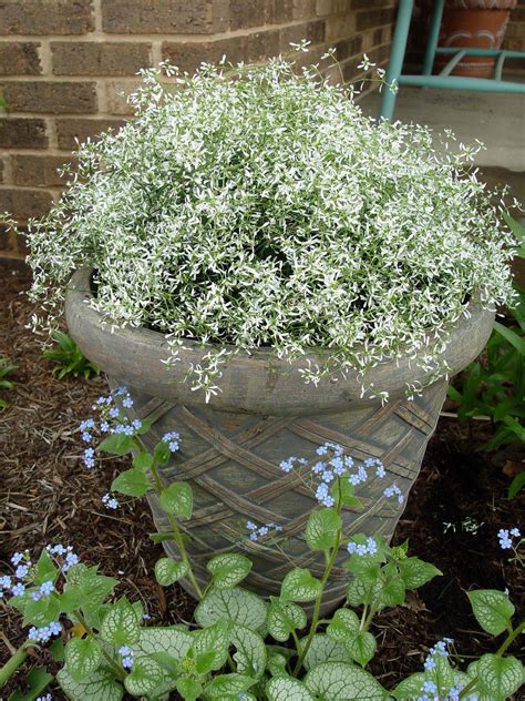 Euphorbia Diamond Frost | Garden Housecalls