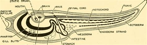 Image from page 24 of "Chordate anatomy" (1939) | Title: Cho… | Flickr