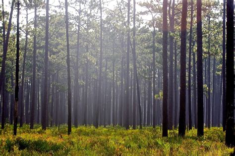 Take Another Road: Osceola National Forest, Florida's Gateway Gem