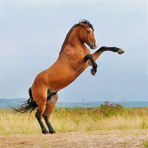 Bay horse rearing up on the meadow — Stock Photo © vikarus #7707044