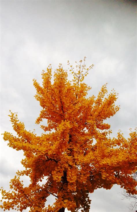 Yellow Leaves Tree | Yellow leaf trees, Yellow leaves, Tree