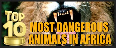 Top 10 Most Dangerous Animals in Africa