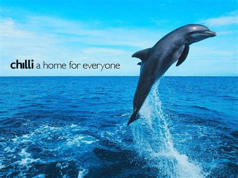 Cute Dolphin Wallpapers - Wallpaper Cave