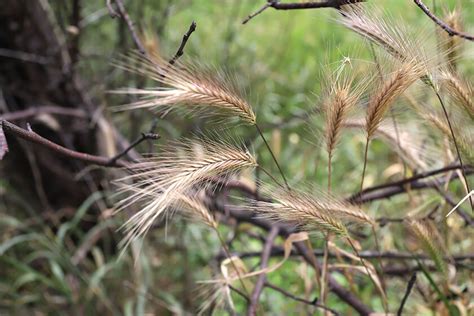 The Dangers of Foxtail and Grass Awns - Gun Dog