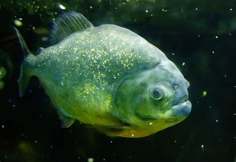 File:Piranha fish.jpg - Wikimedia Commons