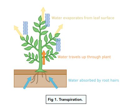 Transpiration - Transpiration in Plants (GCSE Biology) - Study Mind