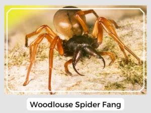 Woodlouse Spider (Dysdera crocata): Facts, Identification & Pictures