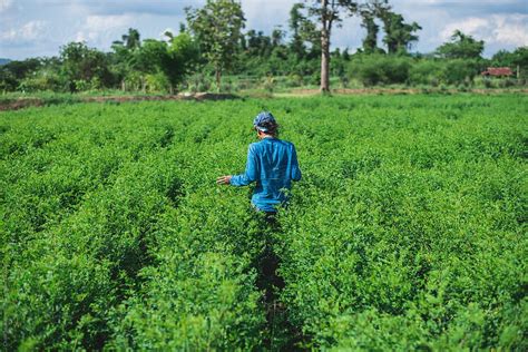 "Blue Woman In The Indigo Plantation" by Stocksy Contributor "Chalit Saphaphak" - Stocksy