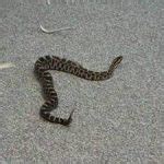 Massasauga Rattlesnake Facts and Pictures | Reptile Fact