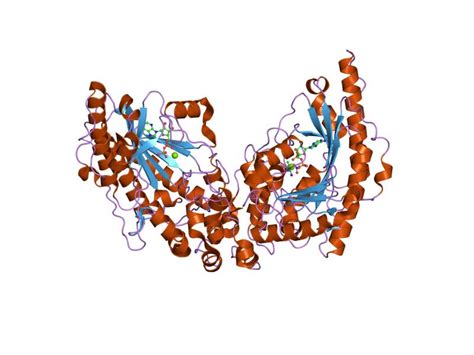 Creatine kinase, mm form