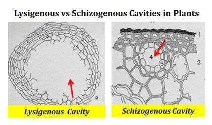 lysigenous vs schizogenous ducts | Plant structure, Plants, Gymnosperm