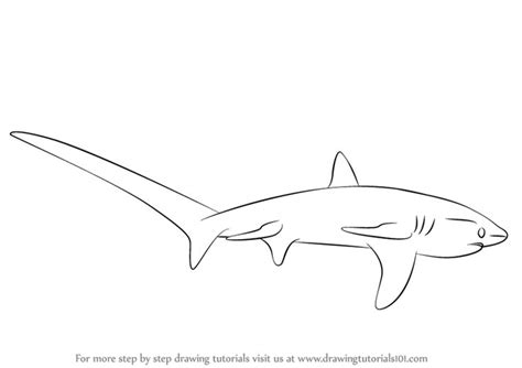 How to Draw a Thresher Shark Step by Step