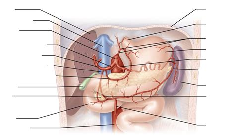 Celiac TRunk Diagram | Quizlet