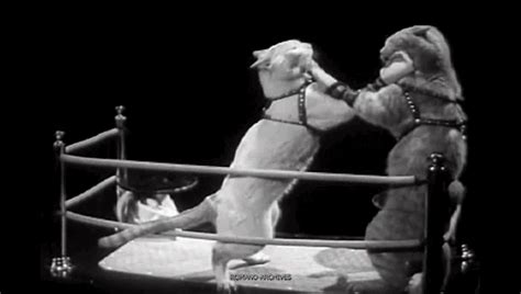 boxing gifs - Google Search | GIF'S 2 | Pinterest | Animals and pets ...