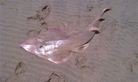 Shovelnose Ray – "OCEAN TREASURES" Memorial Library