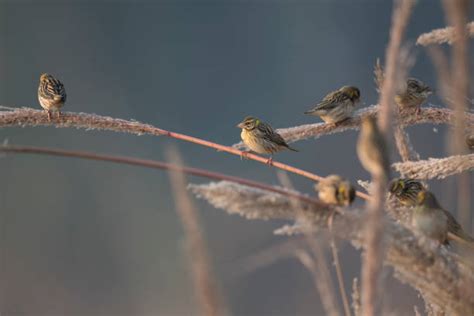 80+ Lesotho Wildlife Stock Photos, Pictures & Royalty-Free Images - iStock