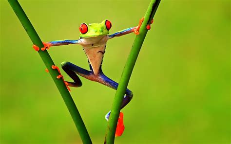 🔥 [80+] Funny Frog Wallpapers | WallpaperSafari