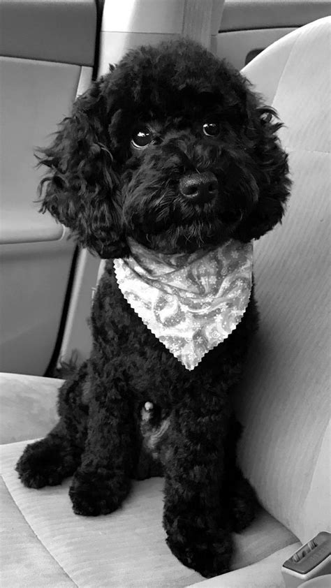 Pin by Liina-Liis Tamme on Dogs | Poodle haircut, Toy poodle haircut, Poodle haircut styles